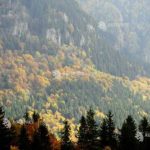 25 martie Sarbatoarea nationala a padurilor