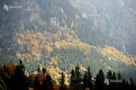 25 martie Sarbatoarea nationala a padurilor