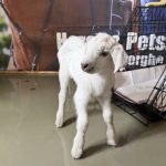 caz socant de cruzime fata de animale la sfantul gheorghe un ied viu aruncat in tomberon