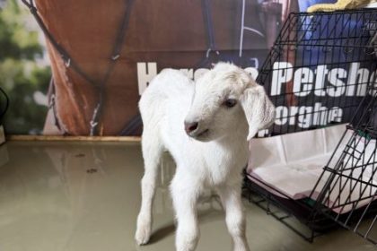 caz socant de cruzime fata de animale la sfantul gheorghe un ied viu aruncat in tomberon