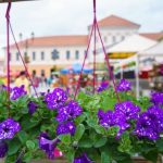 Trei zile bogate in culoare si parfum la targul de flori din Sfant Gheorghe
