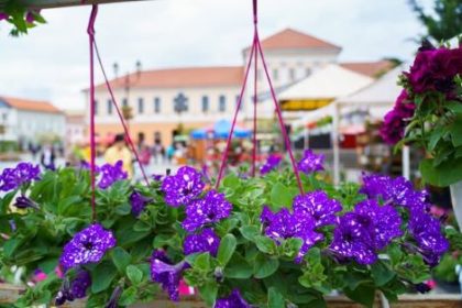 Trei zile bogate in culoare si parfum la targul de flori din Sfant Gheorghe