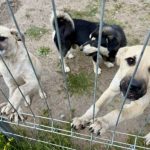 Adapostul pentru caini din Campu Frumos se indreapta spre un an de record 188 de caini au fost adoptati deja in acest an