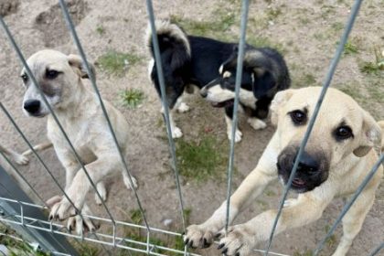 Adapostul pentru caini din Campu Frumos se indreapta spre un an de record 188 de caini au fost adoptati deja in acest an