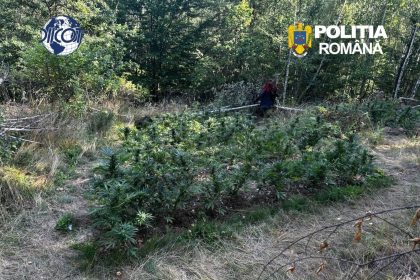 CULTURA DE CANABIS DESCOPERITA DE POLITIE