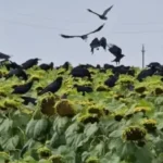 Ciorile produc pagube semnificative culturilor agricole din județ