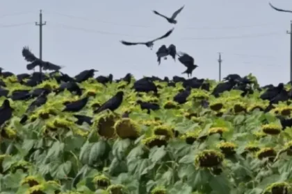 Ciorile produc pagube semnificative culturilor agricole din județ