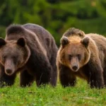 Cota de 86 de urși pentru Covasna, imposibil de atins
