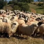Finanțări de 50.000 de euro pentru crescătorii de ovine