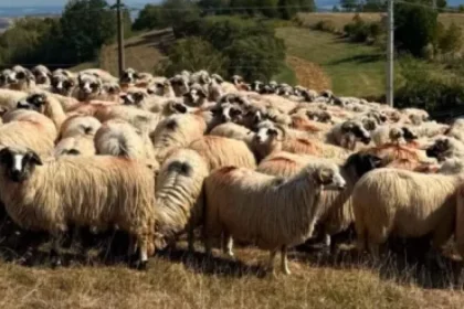Finanțări de 50.000 de euro pentru crescătorii de ovine