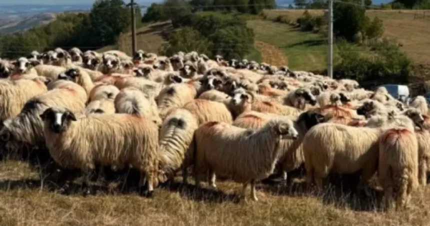 Finanțări de 50.000 de euro pentru crescătorii de ovine